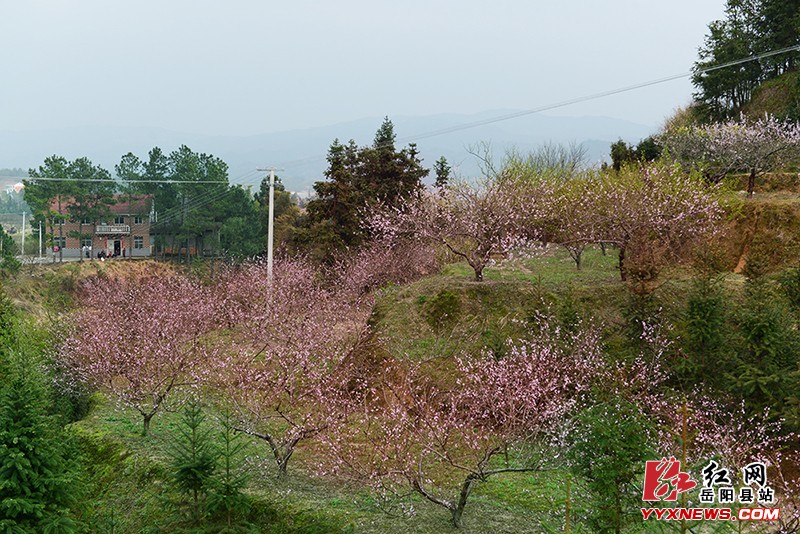 【熱遊巴陵】春風十裏，我在嶽陽縣相思山等你……